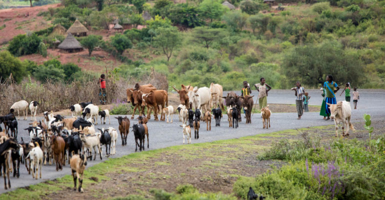 Ethiopian herdsmen nonprofit